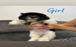 Shih Tzu dogs for sale: 🩷 Beautiful Shitzu Puppies 🩷 - Image 26