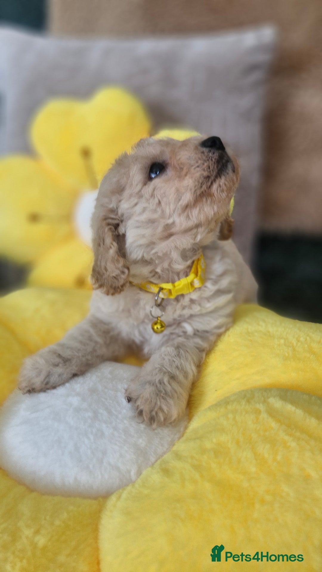 Mixed Breed dogs for sale: Maltipoo puppies  - Image 17