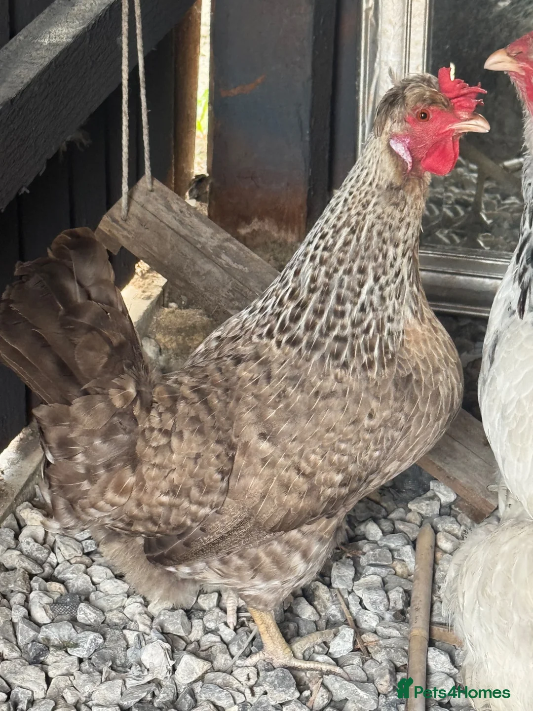 Mixed Breed poultry for sale: Point of lay hens  - Advert 3