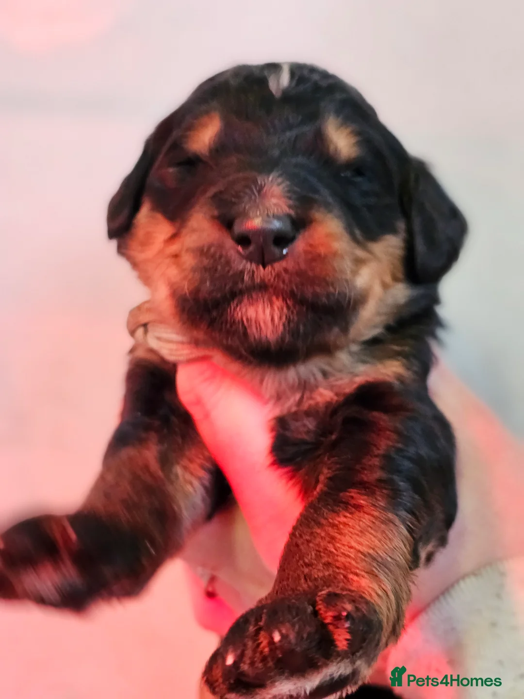 Bernedoodle dogs for sale: All currently reserved! Quality F1Bernedoodle pups - Advert 31