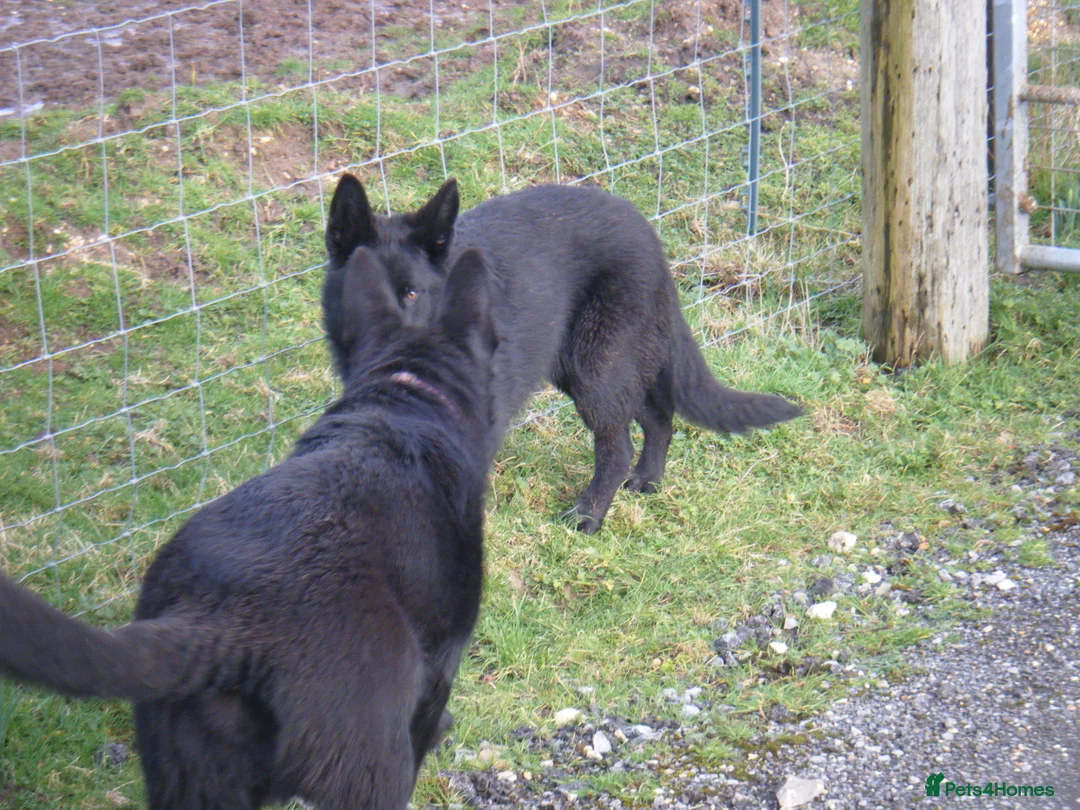 German Shepherd dogs for sale: Young Female German Shepherd (GSD)  - Advert 2