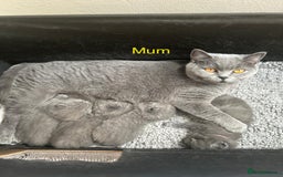 British Shorthair cats for sale: 4 purebred British shorthair kittens  - Image 19
