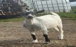 Goats livestock for sale: pygmy goats - Image 4