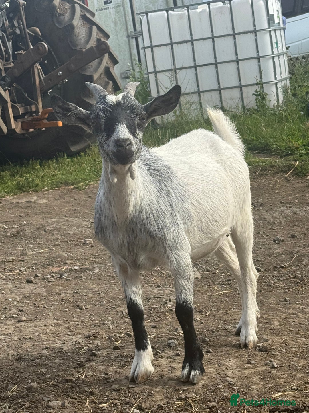 Goats livestock for sale: pygmy goats - Image 4