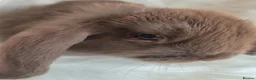 Mini Lop rabbits for sale: Beautiful mini lops boys and girls avalible . - Advert 8