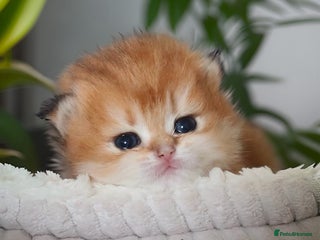 British Longhair cats ✨Join our waiting list Golden British Longhair *🧿 - Advert 3