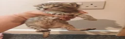 Bengal cats for sale: Adorable Bengal Mix Kittens  in Newmarket - Advert 7