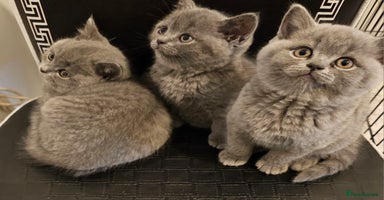 British Shorthair cats - Advert 4