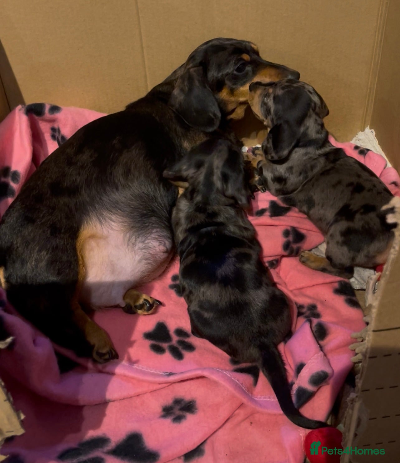 Miniature Dachshund dogs Stunning Pedigree KC Registered ready from 21 Dec - Advert 16