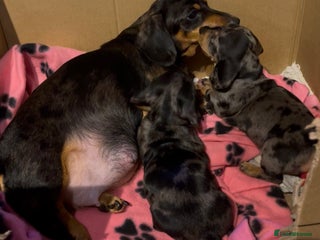Miniature Dachshund dogs Stunning Pedigree KC Registered ready from 21 Dec - Advert 1