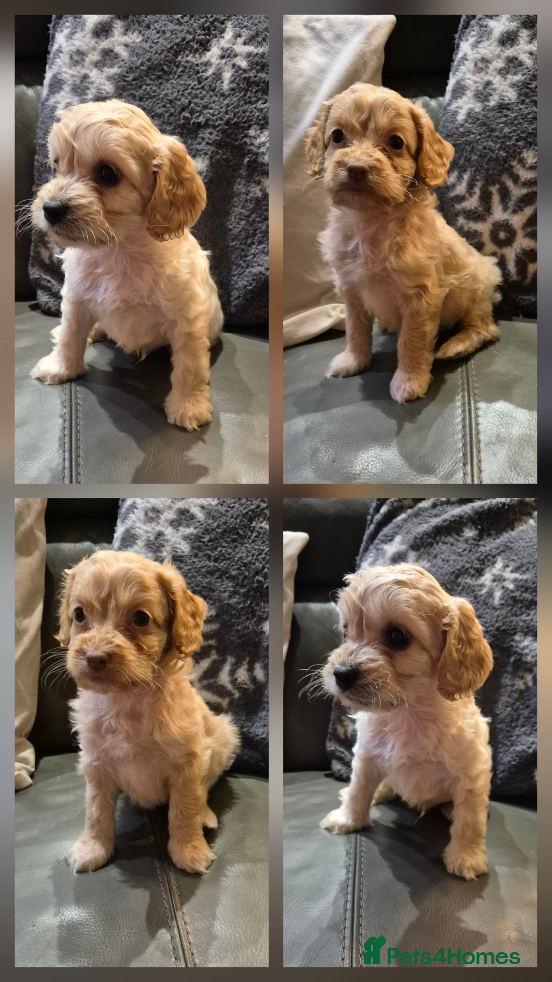 Cockapoo dogs F1 cockapoo boys - ready this week  - Advert 2