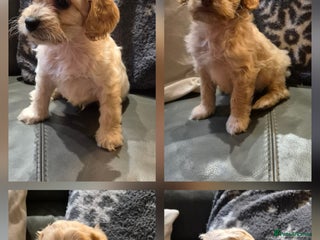Cockapoo dogs F1 cockapoo boys - ready this week - Advert 1