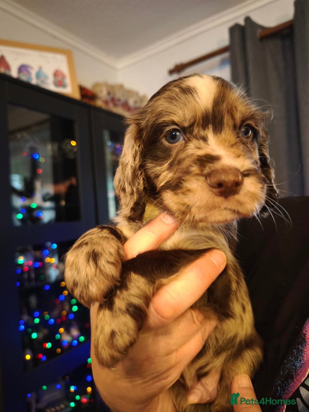 Cocker Spaniel dogs for sale: 💛 Cocker Spaniel Puppies - Ready 4th January 💛 - Advert 4