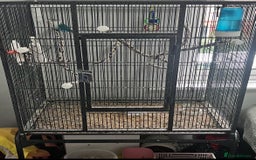 Lovebirds birds for sale: Blue Fischers Lovebird - Image 1