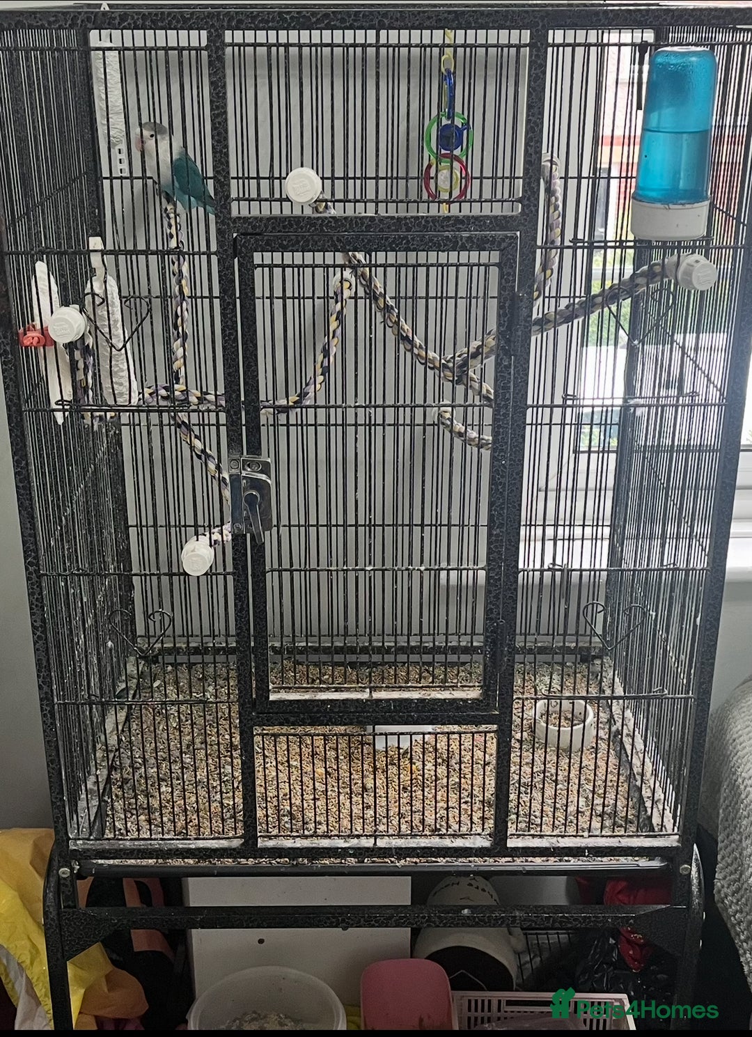 Lovebirds birds for sale: Blue Fischers Lovebird - Image 1