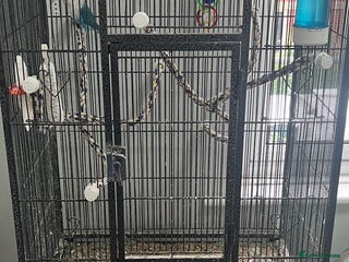 Lovebirds birds for sale - Advert 1