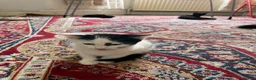 Domestic Shorthair cats for sale: Read description. Looking for a forever home  - Advert 4
