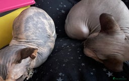 Sphynx cats for sale: Sphynx girl not neutered  - Image 2