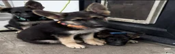 German Shepherd dogs for sale: German Shepherd puppies Males and Females - Advert 7
