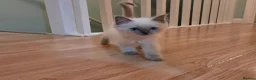 Ragdoll cats for sale: Purebred Ragdoll Kittens, Ready to Go - Advert 8