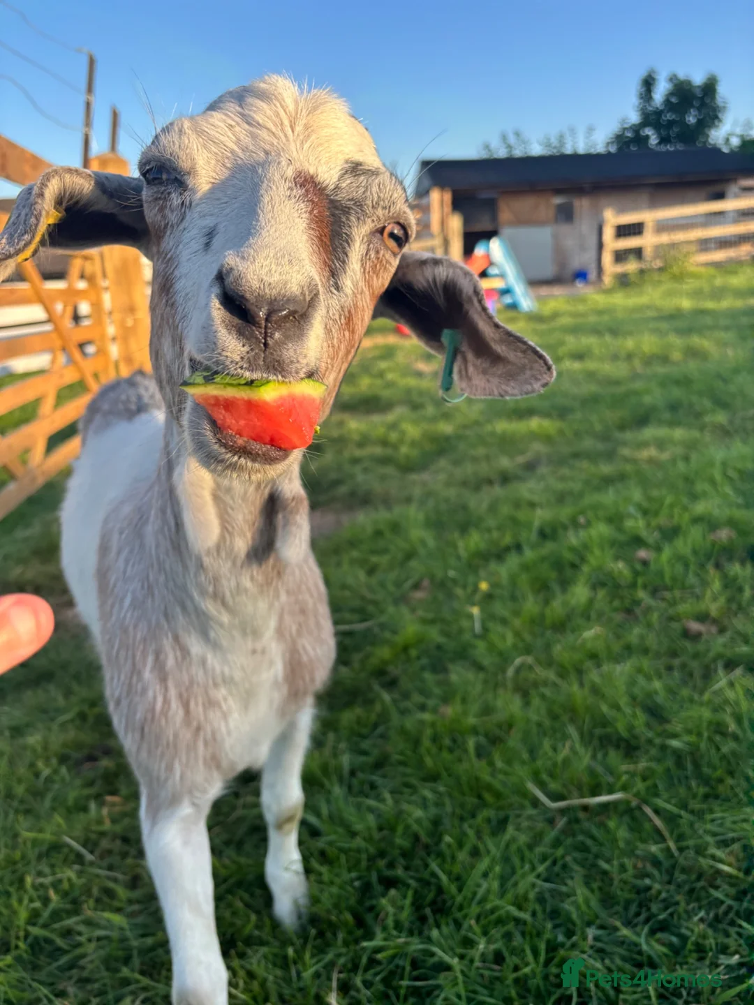 Goats livestock for sale: 1 x male and 1x female  - Advert 4