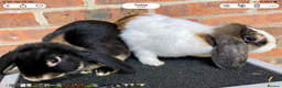 Mini Lop rabbits for sale: 2 sweet bonded mini lop sisters £25 each. - Advert 6