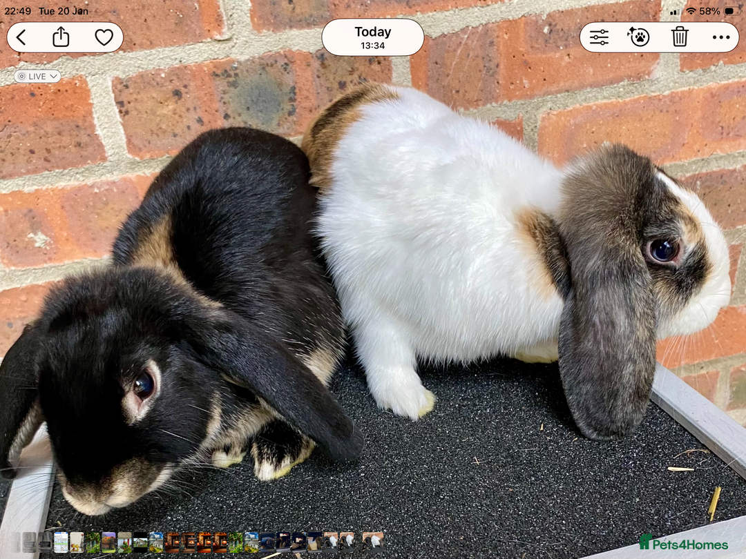 Mini Lop rabbits for sale: 2 sweet bonded mini lop sisters £25 each. - Advert 6