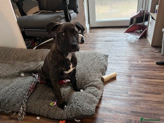 Mixed Breed dogs for sale - Advert 1