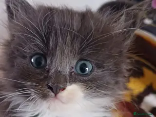 Ragdoll cats CUTE RAGDOLL KITTENS - Advert 16
