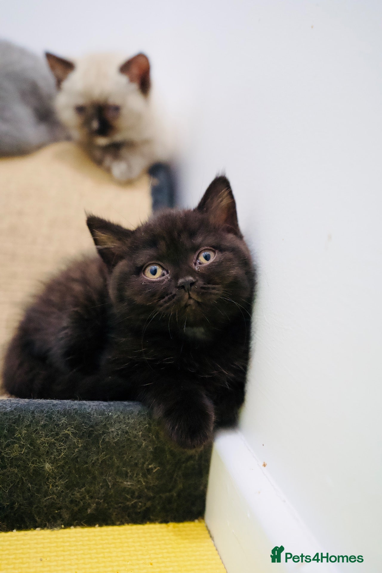 British Shorthair cats 🌟GCCF BSH Kittens Beautiful Variety of Colours 🌟 - Advert 2