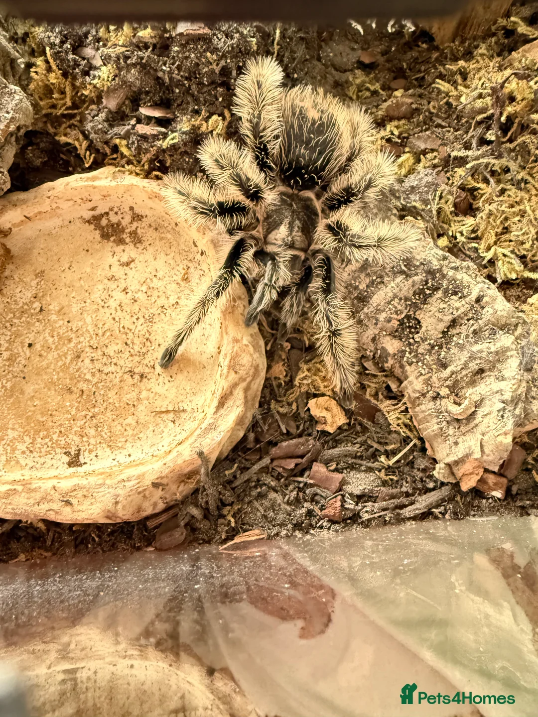 Tarantulas invertebrates for sale: Male Tliltocatl albopilosus Tarantula  in Hartlepool - Advert 2