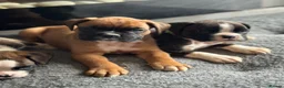 Boxer dogs for sale: Beautiful Kc boxer puppies  - Advert 2