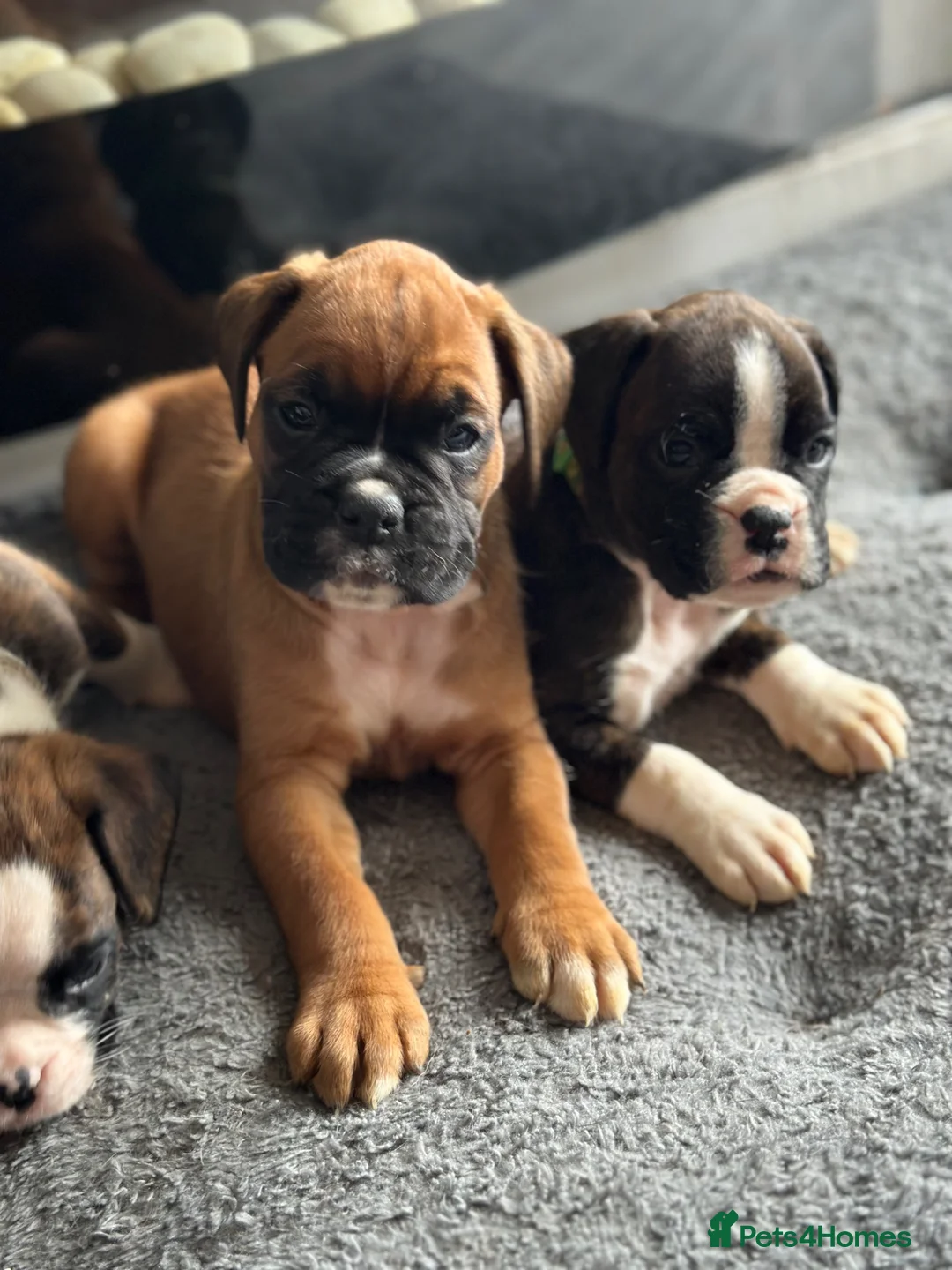Boxer dogs for sale: Beautiful Kc boxer puppies  - Advert 2