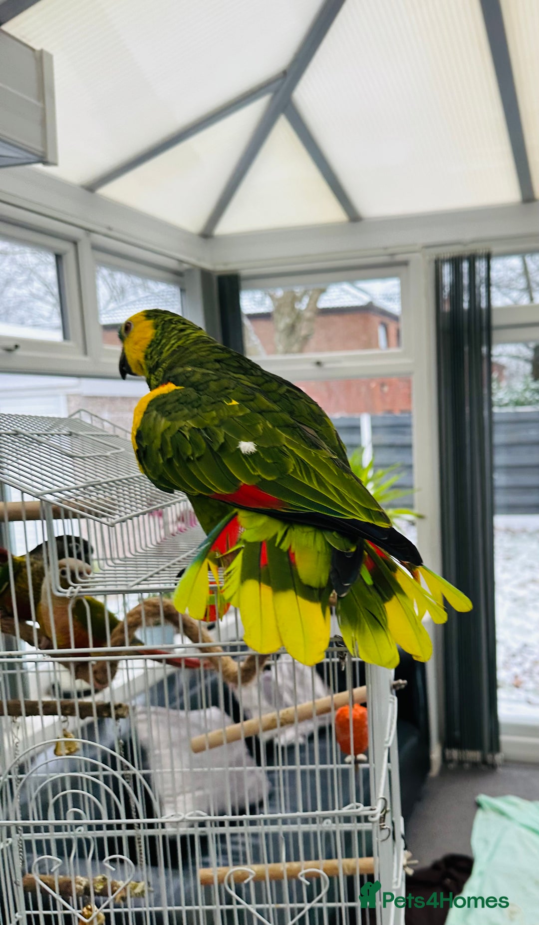 Parrots birds for sale: Blue-Fronted Amazon parrot - Advert 5