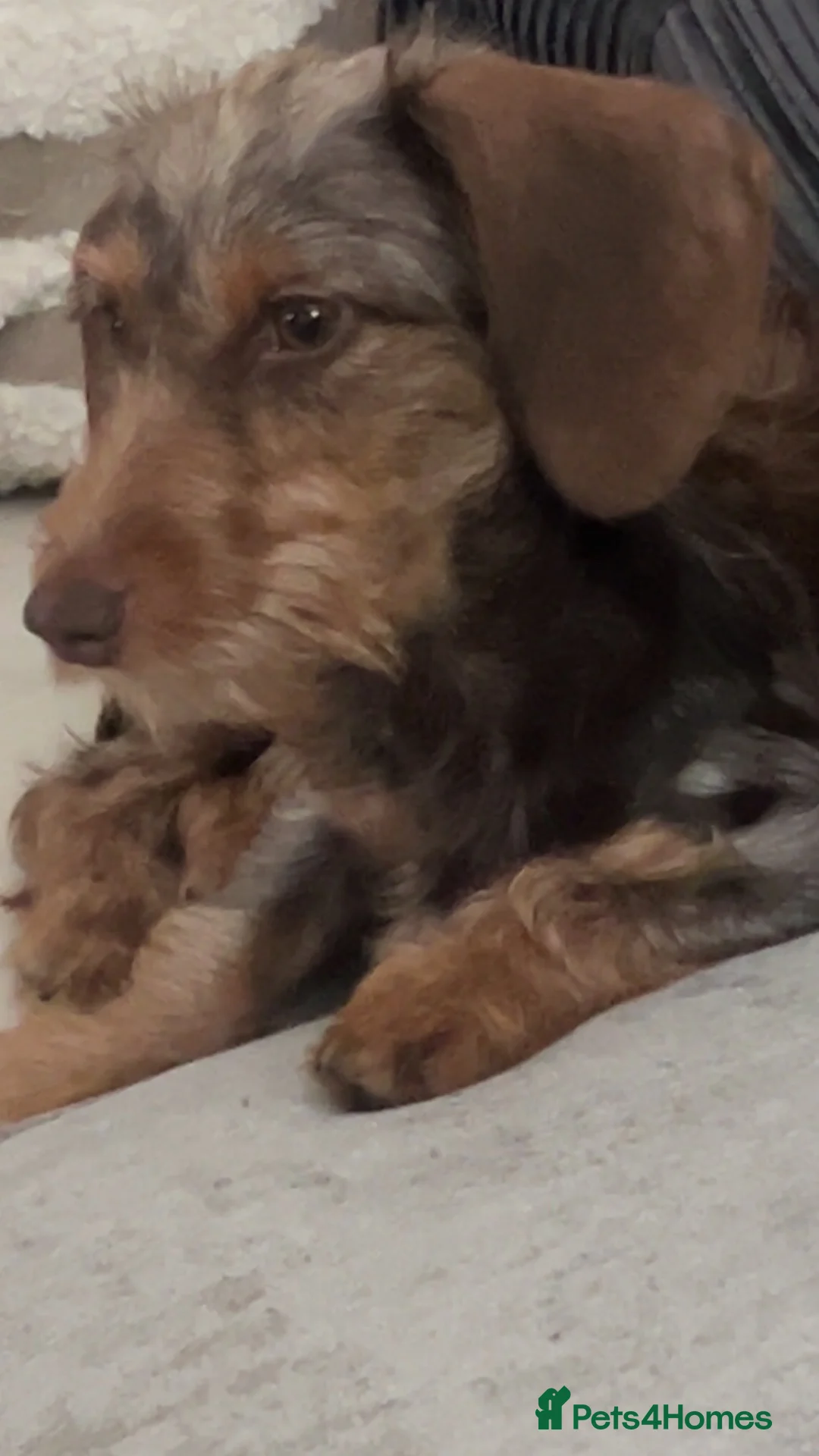 Miniature Dachshund dogs for sale: Dachshund  in Stanley - Advert 2