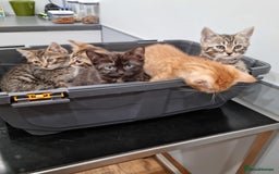 Bengal cats for sale: Gorgeous Bengal / Persian X kittens - Image 8