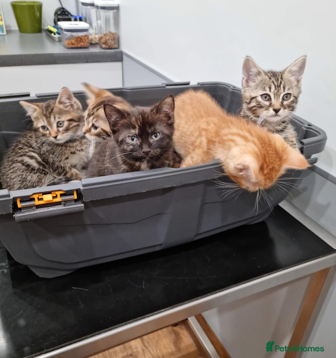 Bengal cats for sale: Gorgeous Bengal / Persian X kittens - Image 8