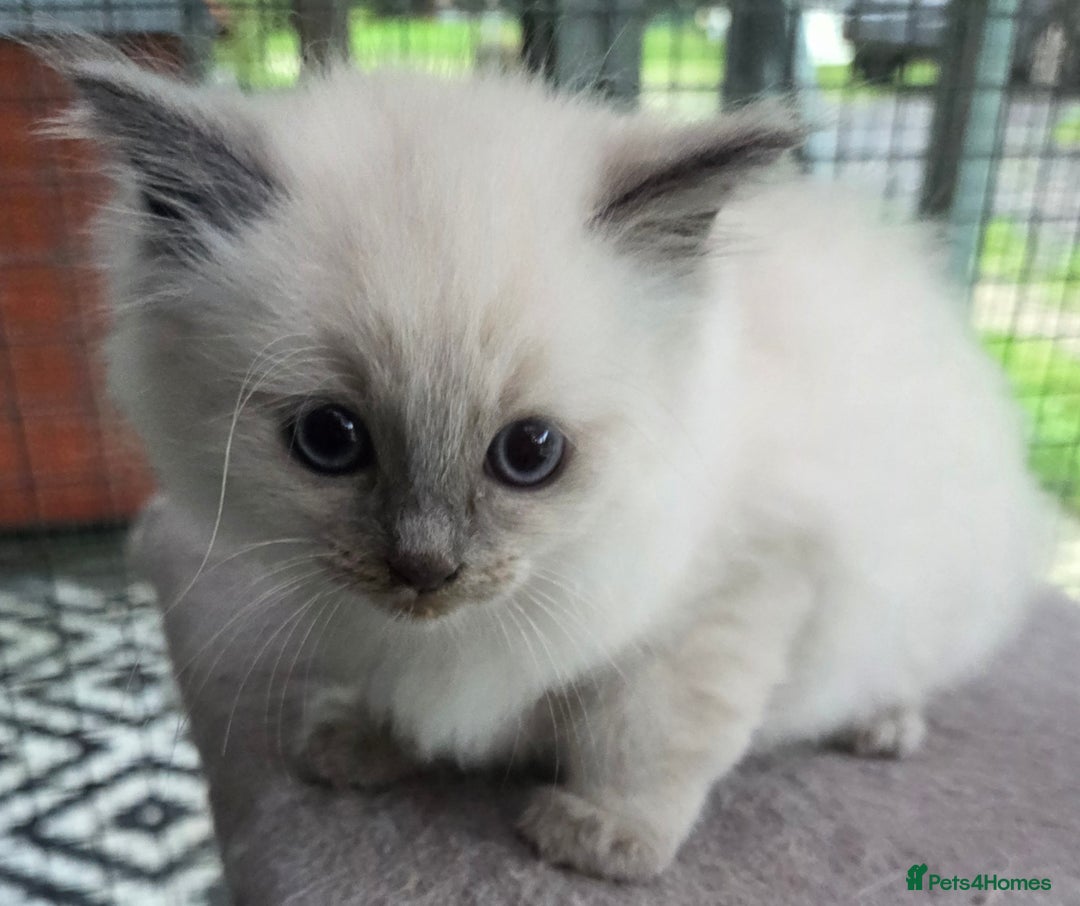 Ragdoll cats for sale: 1 Beautiful Female Ragdoll - Image 7