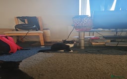 British Shorthair cats for sale: I’m selling the kittens - Image 3