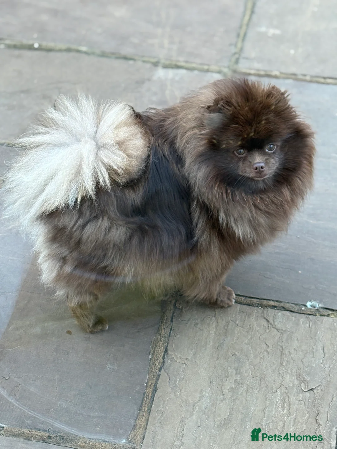 Pomeranian dogs for sale: True type Pomeranian puppy’s KC 🐾🤎🥰🤩🐾 - Advert 6