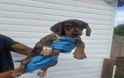 Miniature Dachshund dogs for sale: 2 male mini dachshund  - Image 4