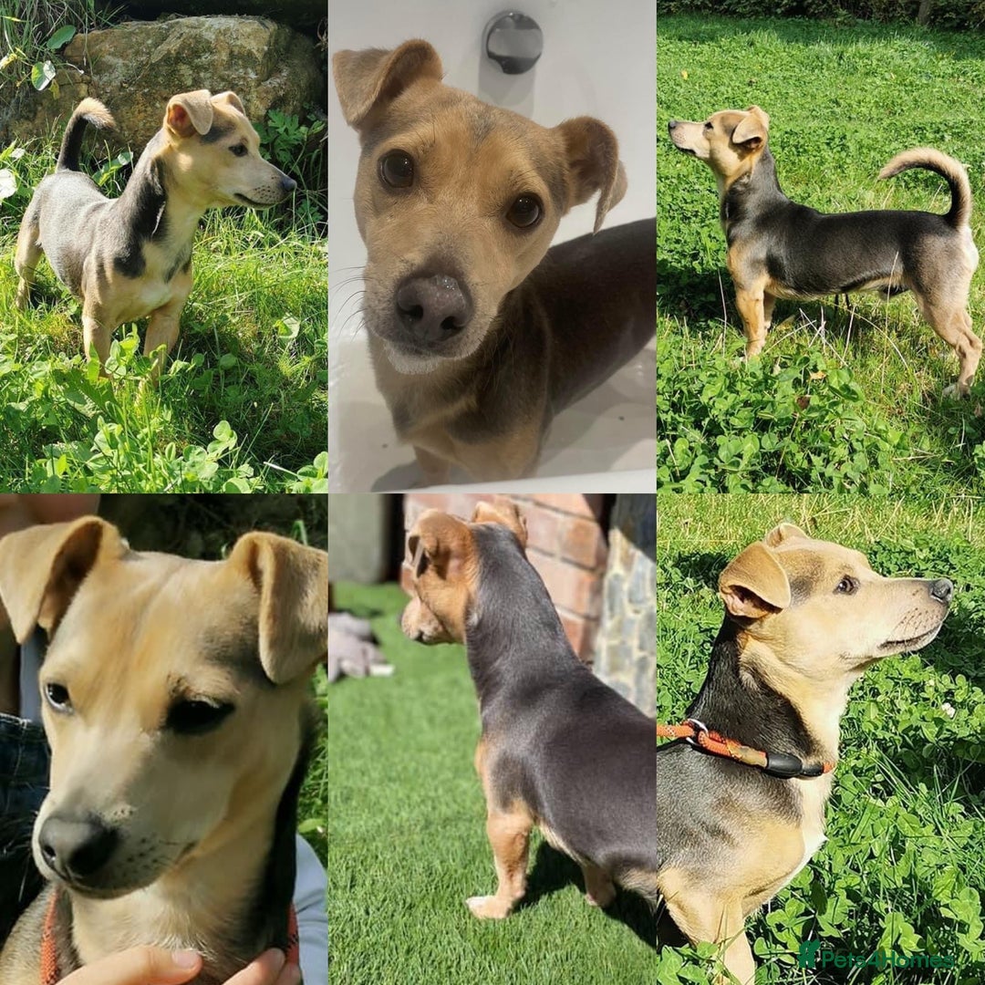 Jack Russell dogs for sale: Blue and tan miniature stud dog - Image 1