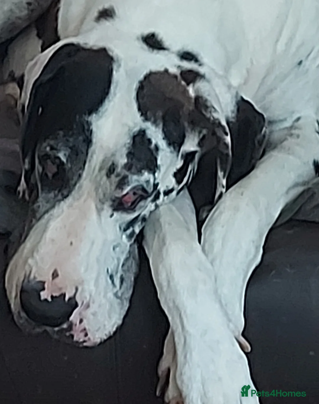 Great Dane dogs for sale: Merle puppy bitch in Ruthin - Advert 2