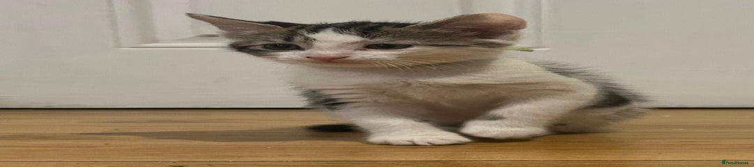 Domestic Shorthair Kitten 1