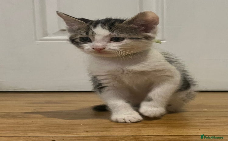 Domestic Shorthair cats - Advert 1