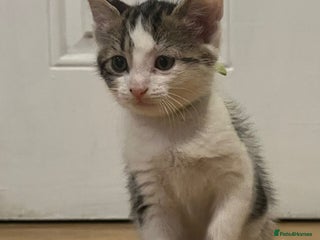 Domestic Shorthair cats - Advert 15