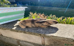 Mixed Breed rabbits for sale: Rabbits for sale  - Image 2
