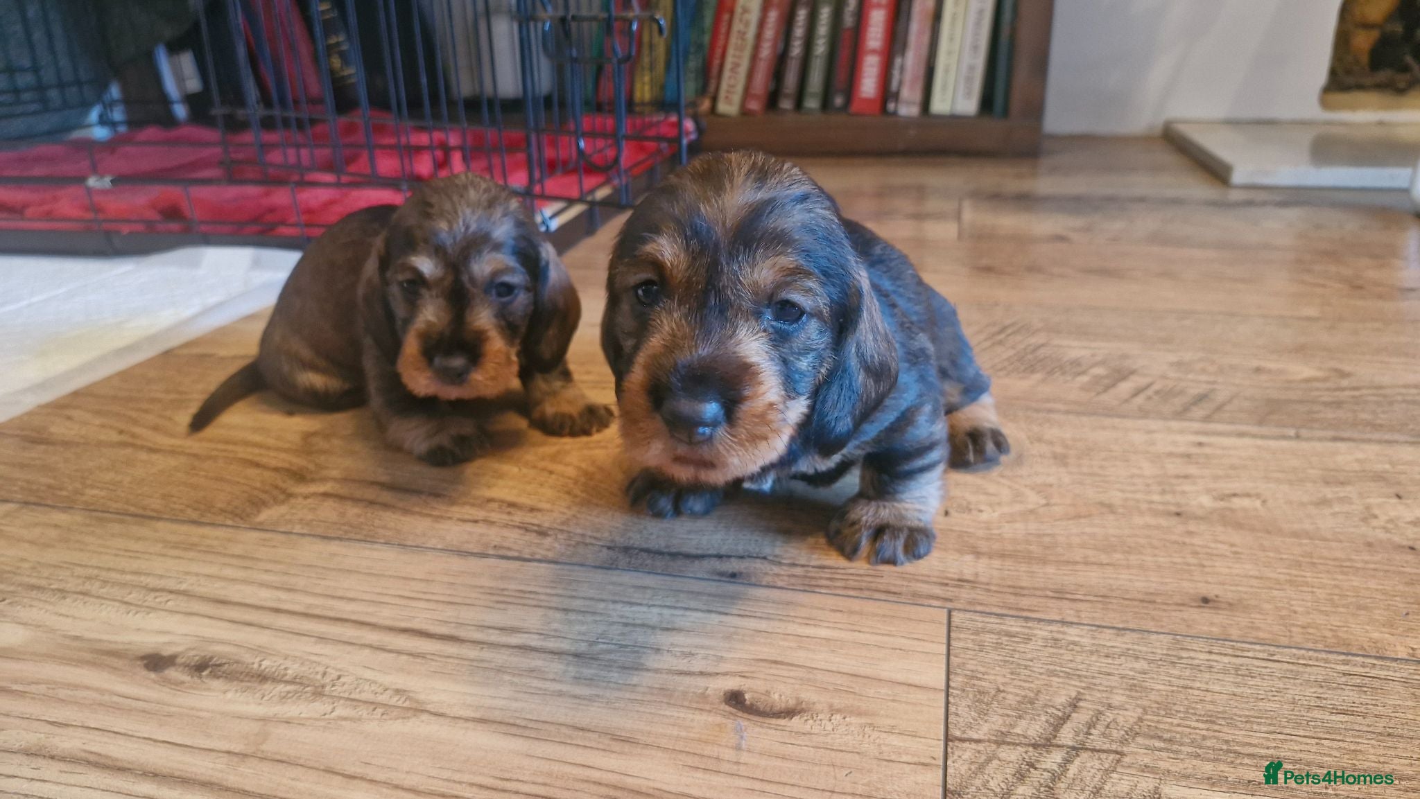 Dachshund dogs Standard Wirehaired Dachshund pups - Advert 2