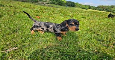 Miniature Dachshund dogs in Llandrindod Wells - Advert 12
