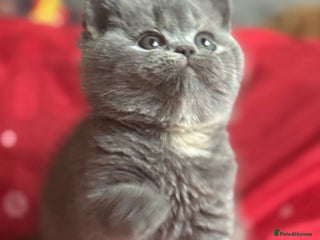 British Shorthair cats Tica reg blue tortie female kitten (20 December ) - Advert 1